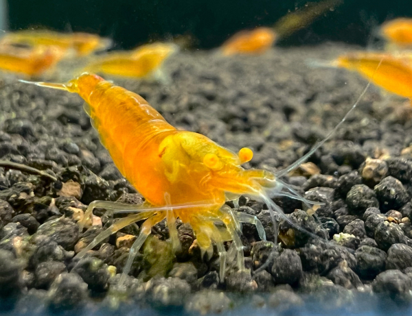 Orange King Kong oe Garnele